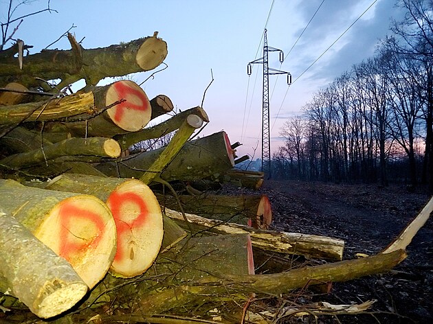Desítky vzrostlých strom padly na okraji Borského parku v Plzni. Místo nich...