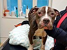 Po záchran z bytu skonil pes v péi veterinární lékaky.