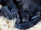 Matka Duni se o dvoumsíní gorilí samiku Mobi vzorn stará