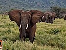 Pohyb ty slon v národním parku Mkomazi sledují telemetrické obojky
