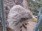 Postelenho orla moskho nali v Dobr vod u Pacova ochrnci prody.