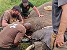 Pírodovdci v tanzánském národním parku Mkomazi uspali tyi slony a nasadili...