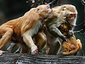 Sociální ivot makak není prostý vedních dramat. I na Morgan Islandu zápasí o...