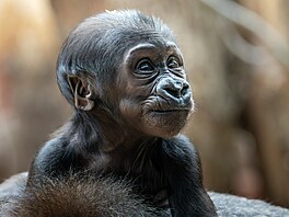 Gorilí holice Mobi, narozené v Zoo Praha 2. ledna 2024, jsou dva msíce,...