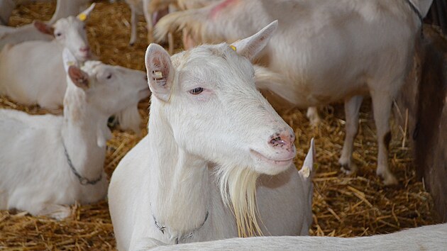 O velké stádo koz je na rodinné farmě manželů Dobrovolných v Ratibořicích pečlivě postarno. 