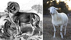 Ovce Marco Polo je poddruh ovce argali, pojmenovaný po Marco Polo (vlevo)....