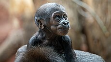 Gorilí holice Mobi, narozené v Zoo Praha 2. ledna 2024, jsou dva msíce,...