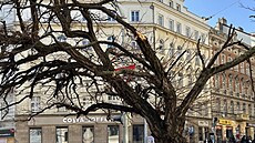 Stromy na námstí v Praze 7 mají nejlepí léta za sebou.