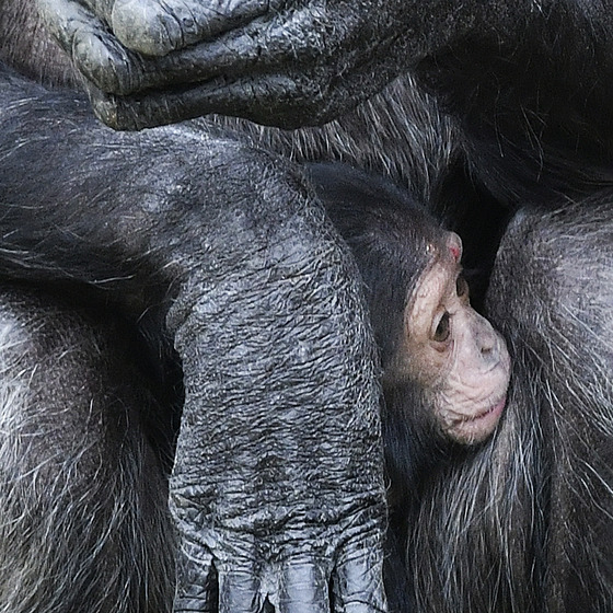 Tř­mÄs­Än­ šimpanz v plzeňsk© zoo dostal jm©no Dumay, znamená to samec