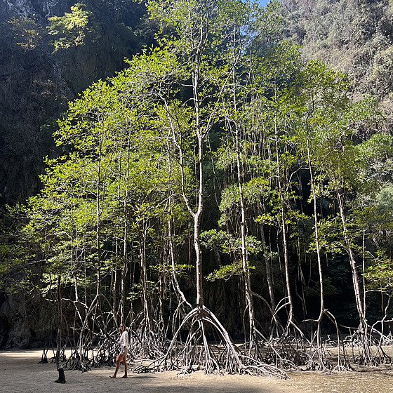 Pro mangrovy je pirozené vegetovat v brakické vod.