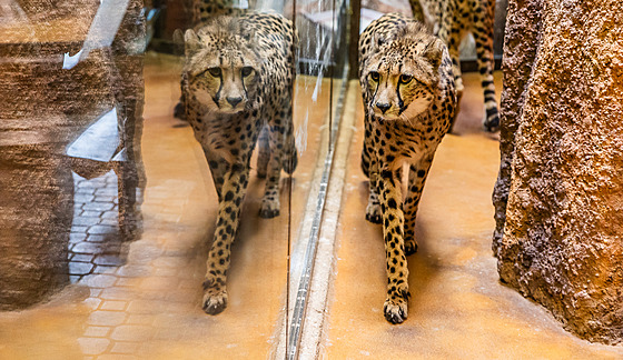 Dvorská zoo ukázala dv nové gepardí samice pi komentovaném krmení (29.3.2024).
