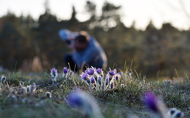 V lokalit Kobylinec na Tebísku vykvetly vzácné koniklece velkokvté....