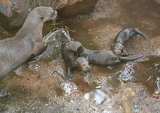 Vydří trojčata dovádějí v tropické hale zoo, úspěšný odchov se podařil potřetí