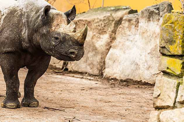 Zoo ve Dvoře opravila nosorožcům stáje a chystá se rozšířit africké safari