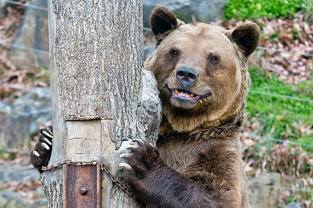 Plzeňští medvědi se probudili ze zimního spánku, o týden dřív než obvykle