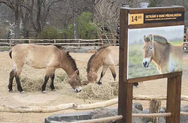 Pražská zoo otevře expozici Gobi, kromě koní Převalského v ní budou i manulové