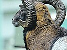 Mufloni z Kre musejí o monost spáit se tvrd bojovat