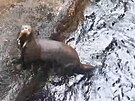 Zlínské zoo se podailo odchovat mláta vyder obrovských