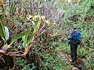 Inca Trail. V deové sezon budete podél stezky obdivovat stovky orchidejí a...