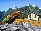 Milford track. Papouek kea je typickým obyvatelem les a hor Jiního ostrova...
