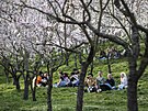 Lid se zatkem jara vyrazili pod rozkvetl stromy na Petn. (22. bezna 2024)