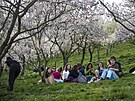 Lid se zatkem jara vyrazili pod rozkvetl stromy na Petn. (22. bezna 2024)