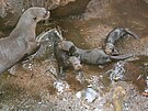 Zlínské zoo se podailo odchovat mláata vyder obrovských. (bezen 2024)
