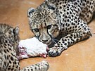 Dvorsk� zoo uk�zala dv� nov� gepard� samice p�i komentovan�m krmen� (29.3.2024).