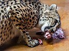 Dvorsk� zoo uk�zala dv� nov� gepard� samice p�i komentovan�m krmen� (29.3.2024).