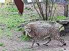 Po krmen� o�et�ovatel� gepard� samice poprv� pustili do venkovn�ho v�b�hu...