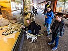 Dvorsk� zoo uk�zala dv� nov� gepard� samice p�i komentovan�m krmen� (29.3.2024).