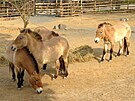 Zoo Praha oteve dlouho oekávanou expozici mongolské fauny s názvem Gobi.