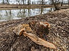 Vodohospod��i u� vyk�celi n�kter� stromy ohryzan� bobry u �eky Orlice na...