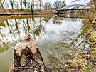 Stopy po bobrech jsou vid�t u Mal�ovick�ho mostu p�es Orlici v Hradci Kr�lov�....