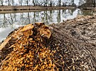 Vodohospod��i ji� vyk�celi n�kter� nahryzan� stromy u Orlice na p�edm�st�...