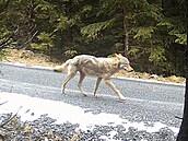 Vlk procházející se po cest v Jeseníkách.
