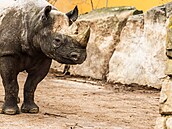 Výbh pavilonu nosoroc v dvorském safari parku (15. února 2024)