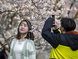 Lidé se zaátkem jara vyrazili pod rozkvetlé stromy na Petín. (22. bezna 2024)