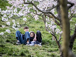 Lidé se zaátkem jara vyrazili pod rozkvetlé stromy na Petín. (22. bezna 2024)