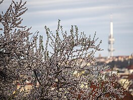 Zaátek jara z praského Petína (22. bezna 2024)