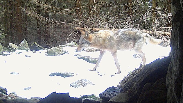 Vlk zachycen na monitorovac kamee v jesenickch lesch.