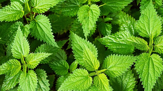 P�l�, kdy� se jich dotknete, ale l���, pokud vyu�ijete v�echny jejich benefity,...