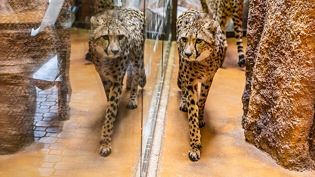 Dvorsk zoo ukzala dv nov gepard samice pi komentovanm krmen (29.3.2024).