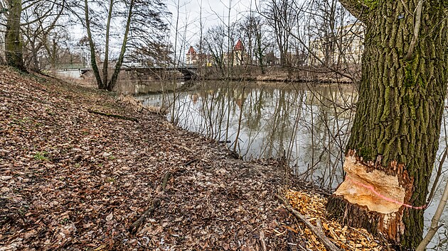 Stopy po bobrech jsou vidt u Malovickho mostu pes Orlici v Hradci Krlov. (26. nora 2024)