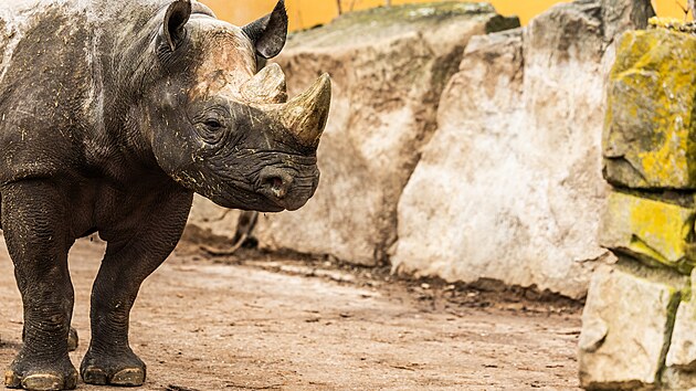 Vbh pavilonu nosoroc v dvorskm safari parku (15. nora 2024)