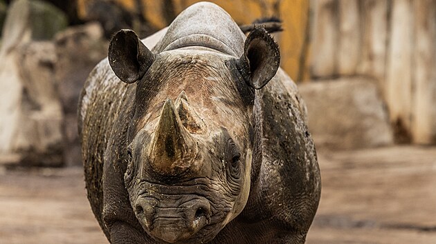Jeden z nosoroc v dvorskm safari parku (15. nora 2024)