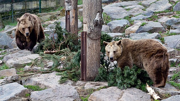 Trojice medvd hndch v plzesk zoo se u probrala ze zimnho spnku a nvtvnci je opt mohou vdat ve vbhu. (22. bezna 2024)