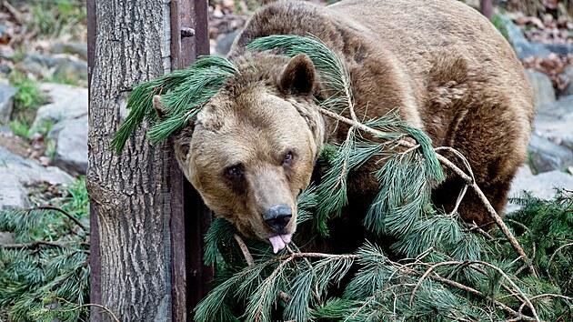 Trojice medvd hndch v plzesk zoo se u probrala ze zimnho spnku a nvtvnci je opt mohou vdat ve vbhu. (22. bezna 2024)