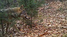 Vlk zachycen v jesenických lesích v uplynulých týdnech.