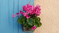 Bramboík perský je oblíbená pokojovka kvetoucí od podzimu do jara. Na jae se...